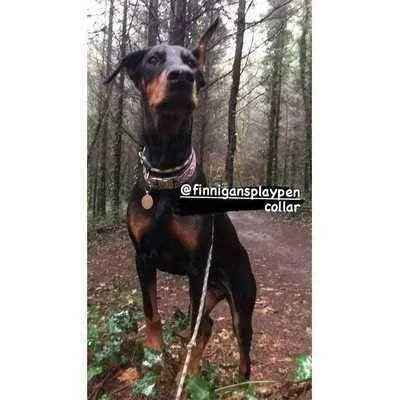 "The Kaya" Bespoke Dog Collar for Large Breed Dogs